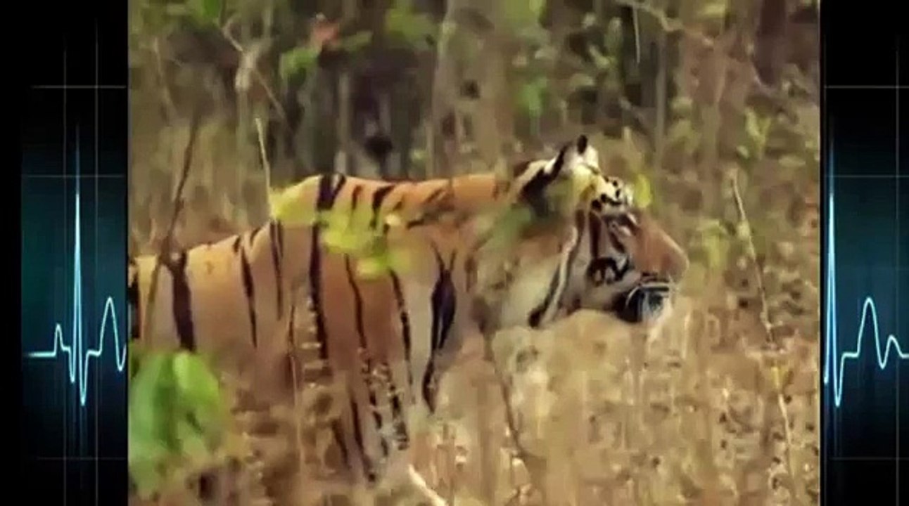 Tiger vs bear