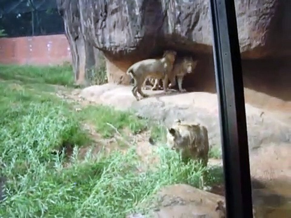 lions having fun