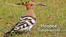 Hoopoe Bird Call BIRDSONG
