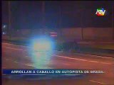 Caballos atropellados  - informe de ATV Noticias