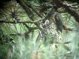 Ruby-throated Hummingbird feeding fledgling at nest