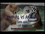 HAYVAN KAVGALARI / Animal fights