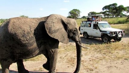 Elephant Tarangire Pipi Caca