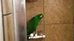Simon (My 3yr old male, Soloman Island Eclectus) talking in the shower