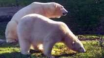 Polar Bear Eisbär Giovanna and Yoghi love to cuddle and diving on a warm November morning