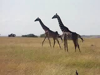 Giraffe crossing the Masai Mara, Kenya