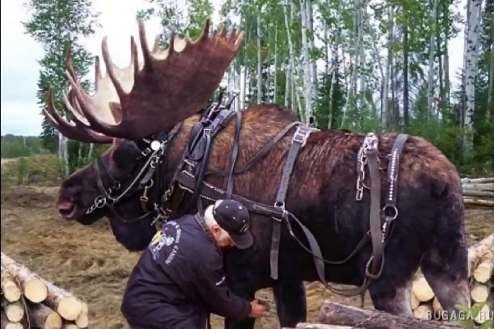 ⁣True or false animal documentary|Animal planet| Animal documentary| world of Animal