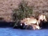 Lion Attacks Buffalo | Animal Planet 2015 | Wildlife Documentary | National Geographic Ani
