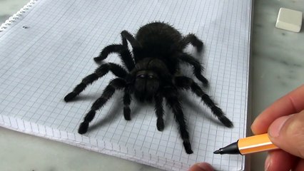 3D Spider Drawing AMAZING realistic illusion!