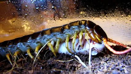 Giant centipede eating mouse!