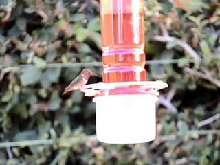 Como hacer un bebedero para colibríes.