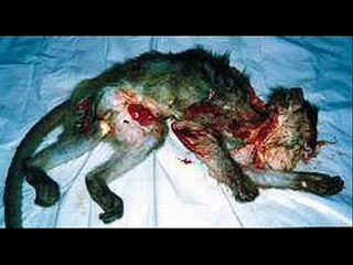 Stop animal abuse!