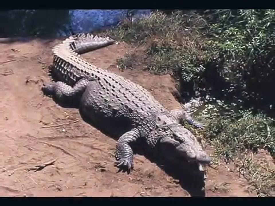 rockoccodrillo