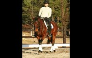For Sale:  Yes Virginia, solid First Level dressage horse