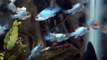 ELECTRIC BLUE RAMS !!! At Tyne Valley Aquatics - top shop for tropical fish in the north east