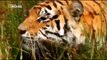 Animal Planet Documentary full Episodes   Tiger vs Tiger & Rhino Black Rhino Attack Male Lion