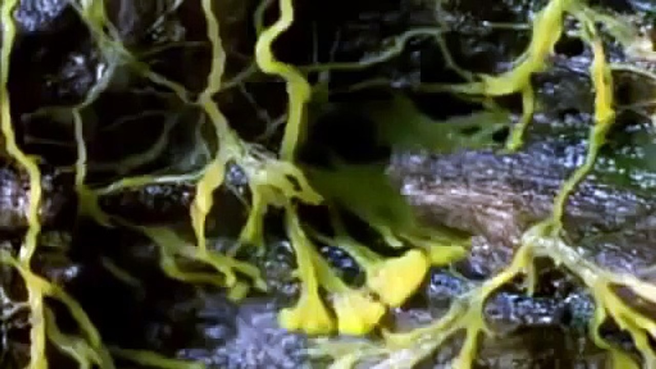 NOVA SCIENCE NOW EMERGENCE Discovery/Animals/Nature (documentary)