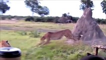 National Geographic Documentary Wild Animals attack National Geographic Animals ✔ ► P.2