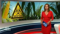 Der Gen-Mais von Monsanto kommt in die EU - Report München 30.07.2013 - die Bananenrepublik