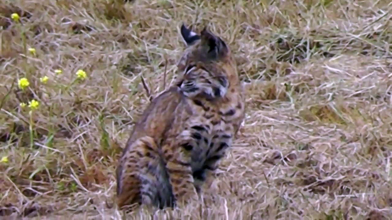 Bobcat And Coyote