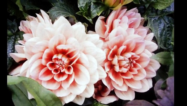 Erev Shel Shoshanim. (SATB choir)