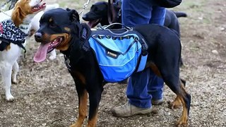 Pictures Of  Dog Backpack | Dog Backpack Dogs