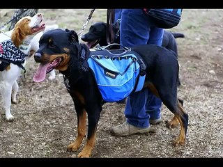 Pictures Of  Dog Backpack | Dog Backpack Dogs