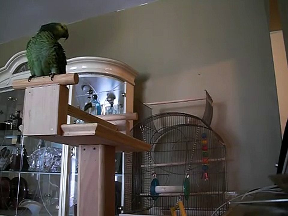 LORO CANTANDO JUANA PELAME LA BANANA
