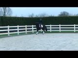 Johnson x Rousseau DRESSAGE PROSPECT! Stallion 6y