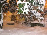 Nevicata Sedriano Gennaio 2006