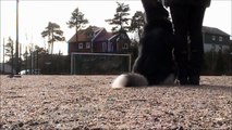 Alaskan malamute obedience training.