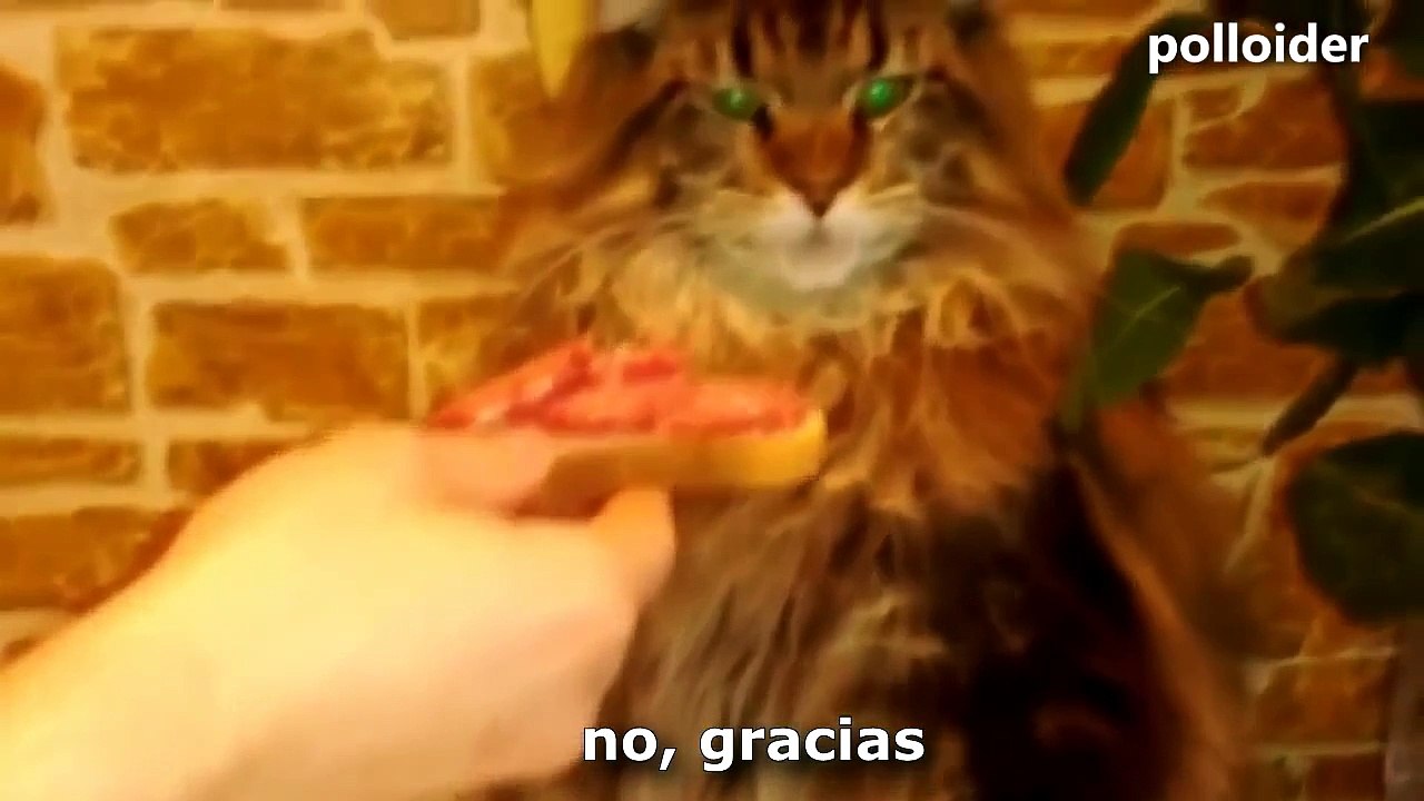 Los Gatos más Chistosos y Extraños - Gatos graciosos - Gatos divertidos - Gatitos raros