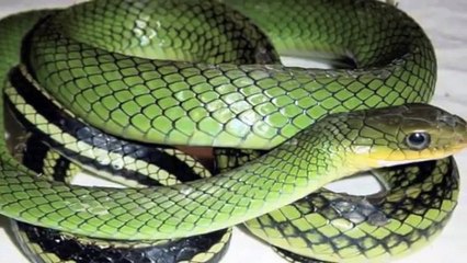 25 Largest Animals On Earth