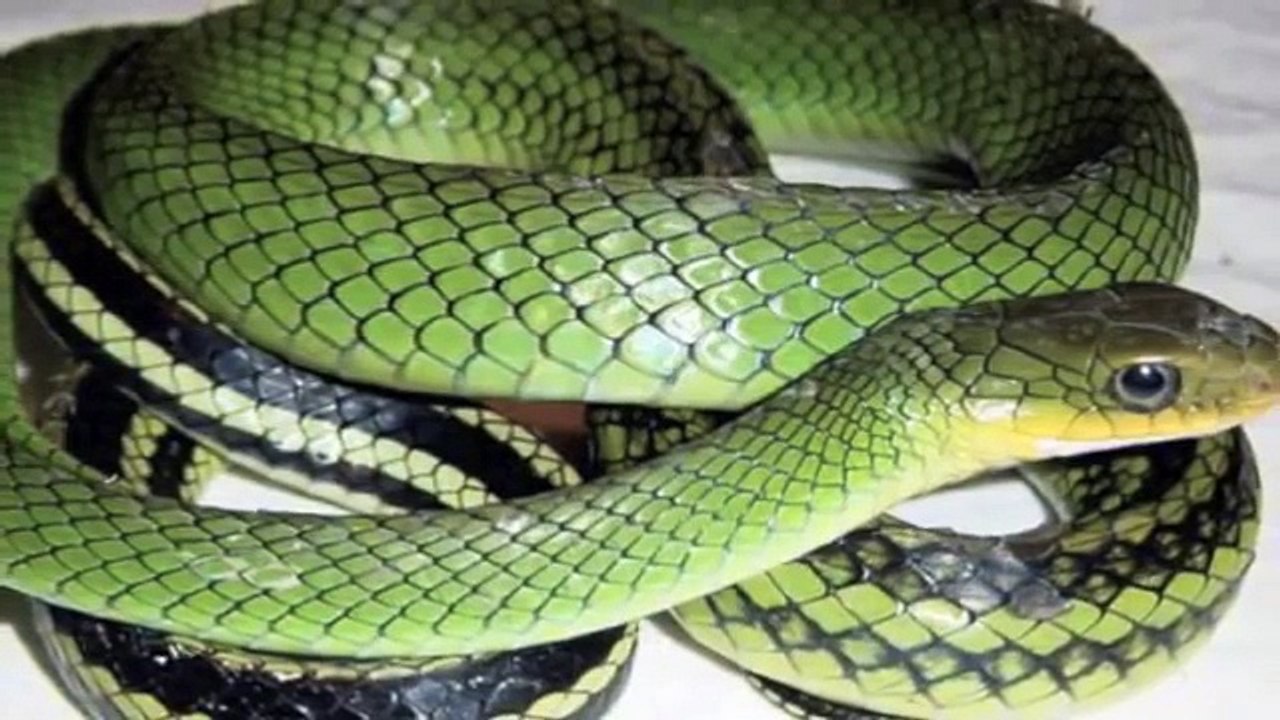 25 Largest Animals On Earth