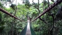Monkey Crosses The Bridge Like A Boss