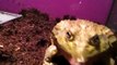 Pixie Frog slow motion feeding