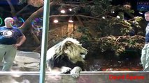 MGM Lion Attacks Trainer In Las Vegas ★DSTWD★  ( David spates )