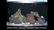 Dan's Reef Tank 2008-2010 time lapse