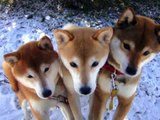 Happy Birthday Shiba Inu 柴犬