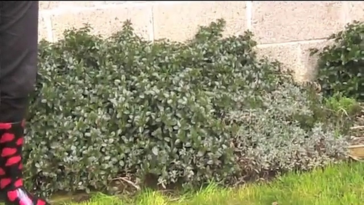 Ceanothus thyrsiflorus "Repens"  showing plant in wrong position   .m4v
