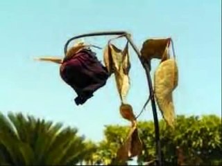 La rosa y el sapo, Reflexiones de vida, Reflexiones para el alma