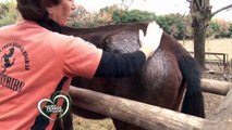 Amores Perros y Otros Amores - Refugio de caballos Sin Estribos