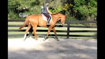 For Sale-Chance 17.1hh TB Gelding-SOLD