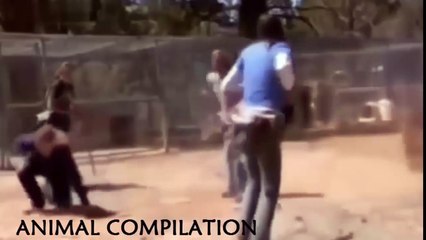 Animal Attacks Compilation 2015 HD ll PART 3