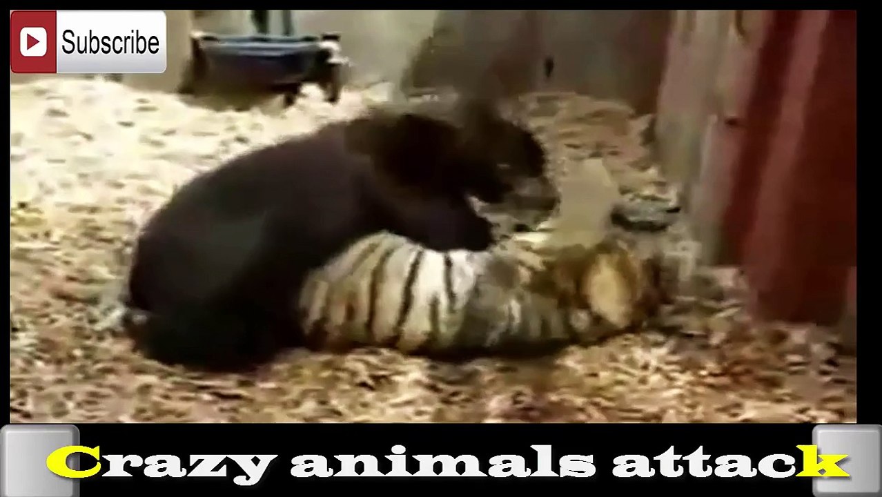 Animal attack HDll 2015 Boy Bear and tiger cub