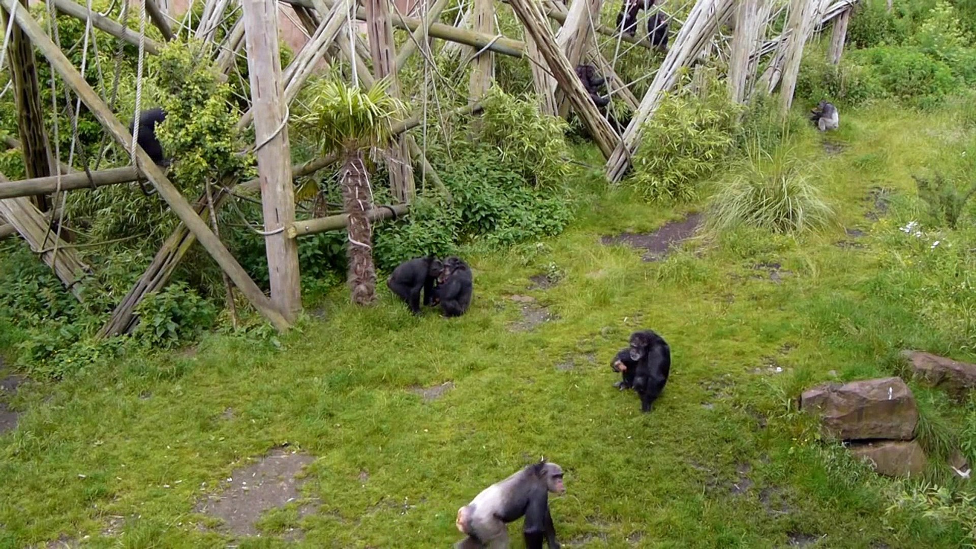 Student Resource - Chimpanzee behaviour for learning or teaching 'group scan sampling'