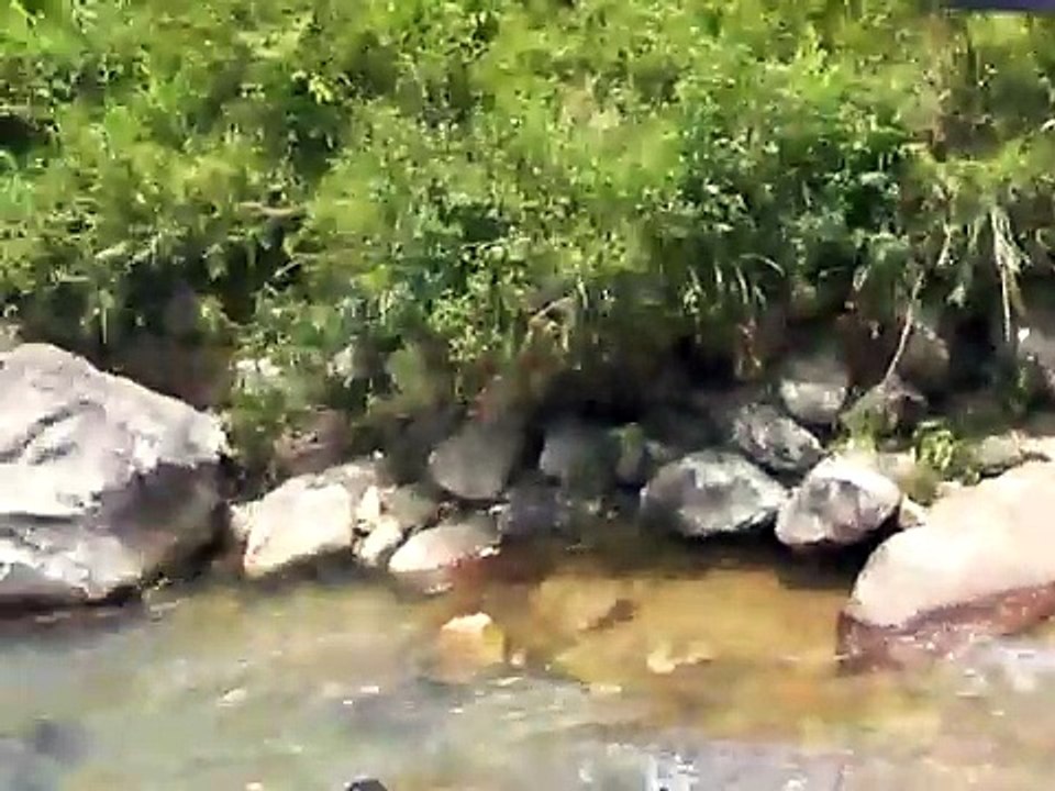 maite y eva en vietnam: niños y bueyes bañándose en el río