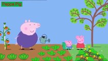 Peppa Pig English Episodes - 37 Lunch