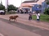 Funny People chasing sheep - Funny Animals chasing people