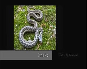 Learn Tamil - Lesson 4 - Reading Tamil easy - Few words